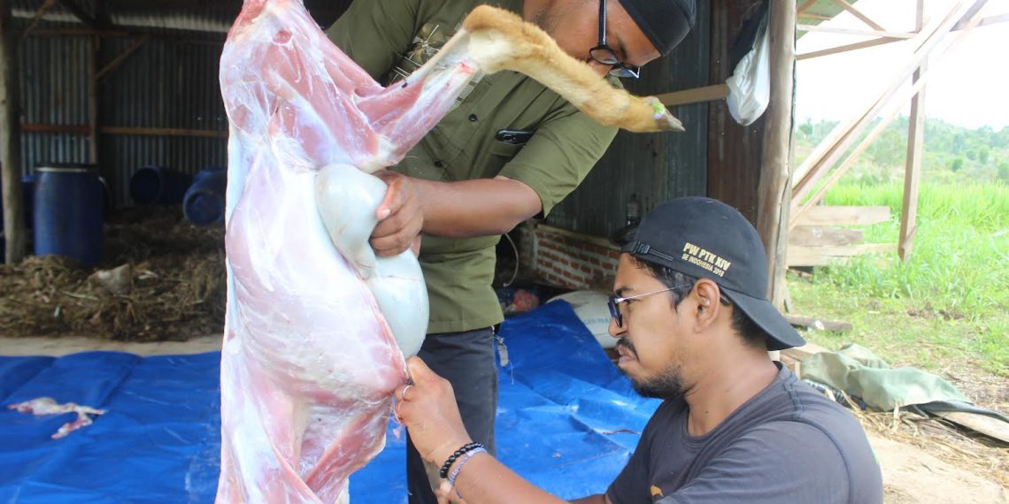 Hidupkan Tradisi Meugang, Lumbung Ternak Wakaf Hadirkan Daging Terjangkau Untuk Masyarakat Prasejahtera