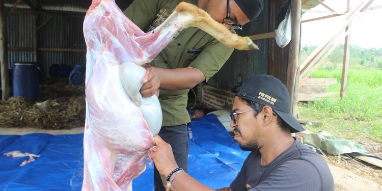 Hidupkan Tradisi Meugang, Lumbung Ternak Wakaf Hadirkan Daging Terjangkau Untuk Masyarakat Prasejahtera - D76E4240 210F 4B46 AC15 7336C9D8E32C | ACT Aceh | Potret Online