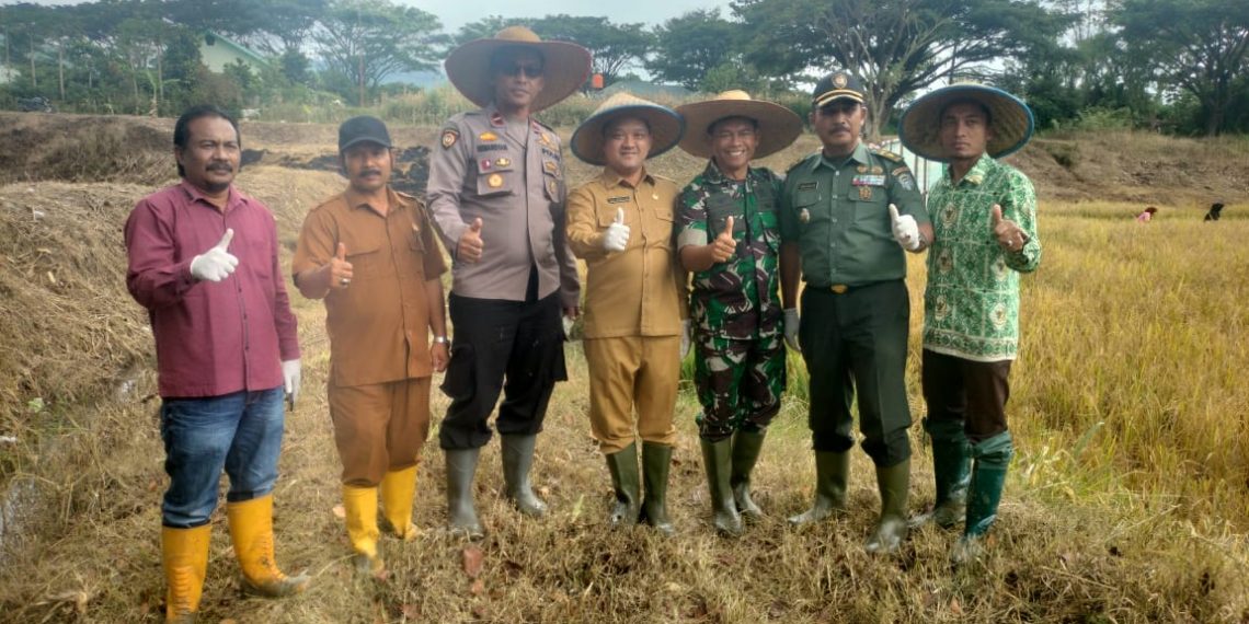 Kodim 0113 Gayo Lues Panen Padi Perdana di Kampung Penanpaan Uken Dusun Arul Lemu Blangkejeren