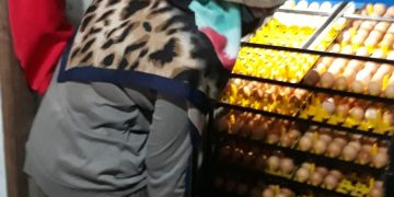 Dari Sekadar  Hobi Hingga Menjadi Peluang Bisnis