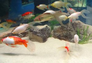 Ikan dan Aquarium Kaca - F95CB2FC 932F 49B4 AE15 2F6275357306 | aquarium | Potret Online