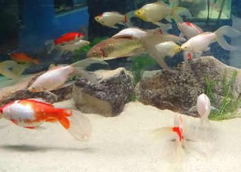 Ikan dan Aquarium Kaca