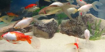 Ikan dan Aquarium Kaca - F95CB2FC 932F 49B4 AE15 2F6275357306 | aquarium | Potret Online