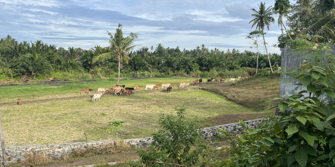 Gelisah Di Hamparan Sawah