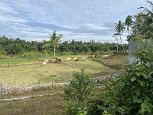 Gelisah Di Hamparan Sawah - IMG_5506 scaled | POTRET Budaya | Potret Online