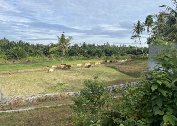 Gelisah Di Hamparan Sawah