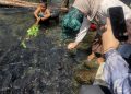 Berwisata Bersama Keluarga ke Objek Wisata  Ikan Larangan Lubuk Landur