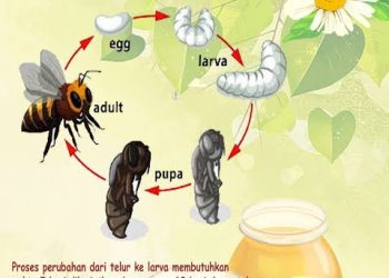 Pengawas Sekolah Sang Lebah