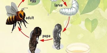 Pengawas Sekolah Sang Lebah