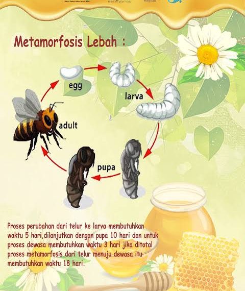 Pengawas Sekolah Sang Lebah