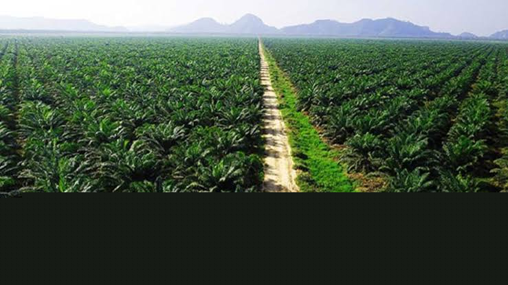 SAWIT DITENTANG, SAWIT DISAYANG