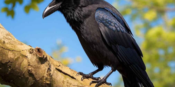 Belajar dari  Sang Gagak - 1000405008_11zon | Cerpen | Potret Online