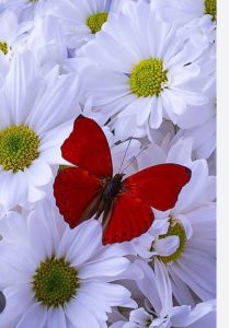 KUPU-KUPU KECILKU - 442da9ac 4eb1 474e 83e2 43e328600f56 | Puisi | Potret Online