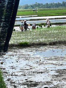 Sepetak Sawah - 2025 01 06 11 54 51 | #Sepetak sawah | Potret Online