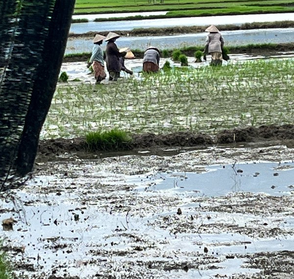 Sepetak Sawah
