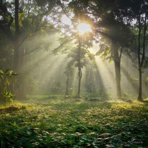 🚩SELAMAT PAGI MERAH PUTIH - 1000579147_11zon | # Ironi | Potret Online