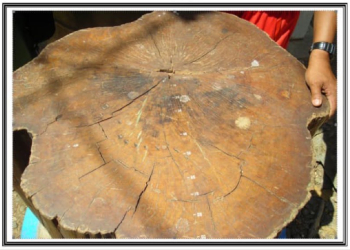 Di antara Cincin Lingkar Kesaksian