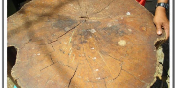 Di antara Cincin Lingkar Kesaksian