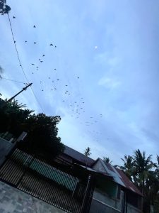 Jejak Kelelawar - 2025 05 20 06 19 47 | Puisi | Potret Online