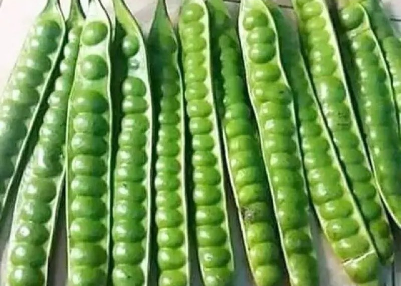 Nilai Filisofis dan Sosiologis Sambel Tempoyak Dalam Tradisi Makan Suku Bangsa Lampung