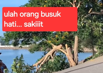 Aceh dan Para Pembenci Pohon