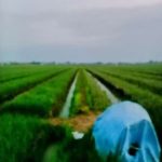 Prospek Usaha Melalui PRK Bulog yang  Murah Meriah Beresiko Rendah - 2025 07 23 11 15 36 | Artikel | Potret Online