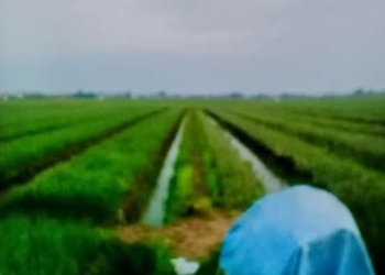 Apakah Brebes Akan Menjadi Kota Industri? Ataukah Kota Bawang Merah Seperti Dulu Lagi?