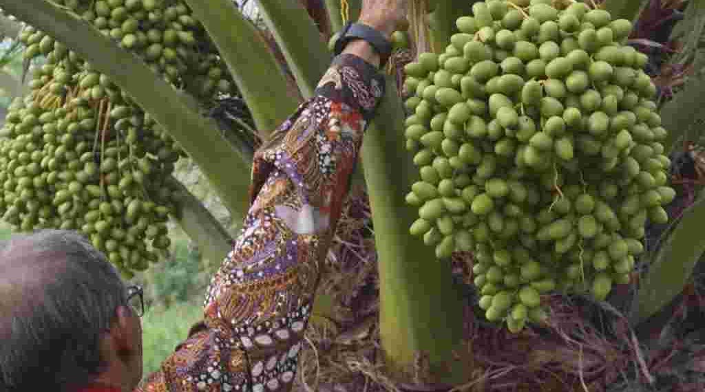 Mengintip Perkembangan Kebun Kurma di Indonesia