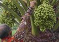 Mengintip Perkembangan Kebun Kurma di Indonesia