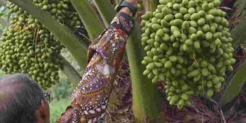 Mengintip Perkembangan Kebun Kurma di Indonesia - bd3711c7 8dda 40c8 b966 e7566e77a837 | Artikel | Potret Online