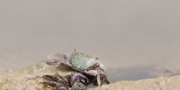 a0874485-5883-4836-9faa-17bcddc8a681